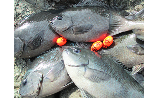 【超精密浮力！フカセ釣り】釣具 円錐 ウキ 「闘牙」 プロ