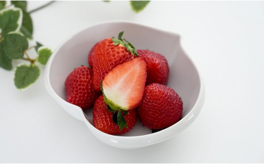 【眺めてうっとり、かじって甘い！】JAの「いちごさん」240