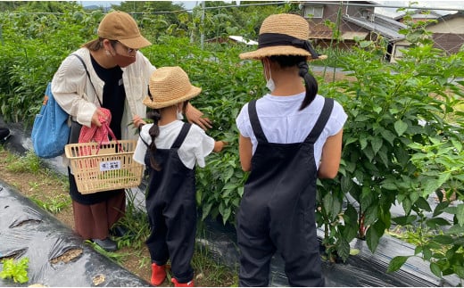 大吉村 ピザ作り+アグリ体験チケット 3名様 V55-2