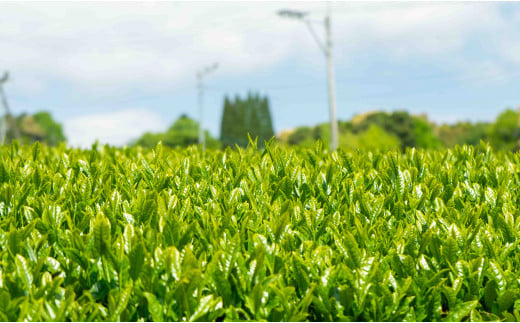 有田産紅茶 三袋セット ギフト プレゼント おうちカフェ か