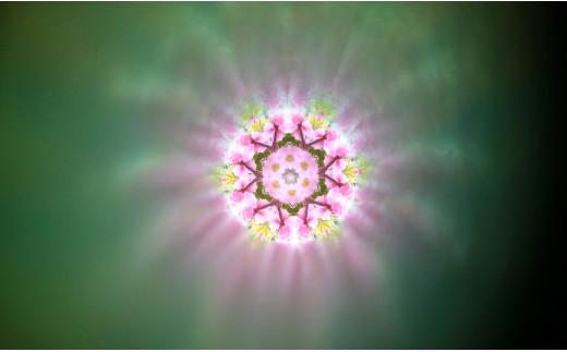 有田焼 万華鏡 香蘭社「吉野桜」テレイド A55-90