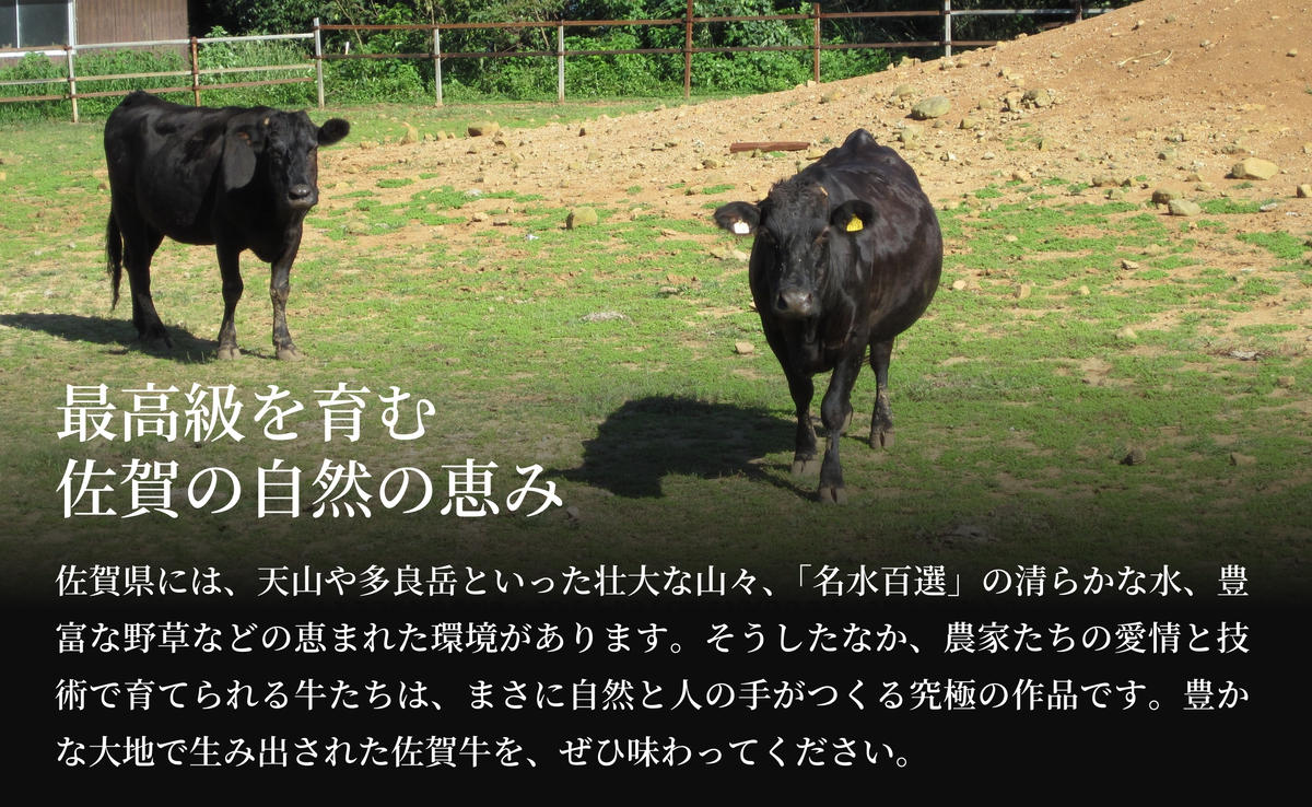 【12/14迄の決済完了で年内発送】佐賀牛 もも 薄切り （しゃ