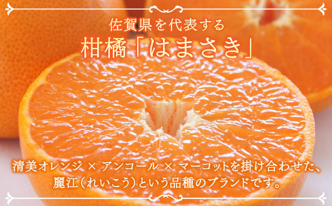 【先行予約】佐賀産柑橘「はまさき」 約1.5kg(4-8玉) / ふるさと納税 佐賀 フルーツ濃厚 甘い 酸味 大町 贈答 ギフト 贈り物【41nf-016】