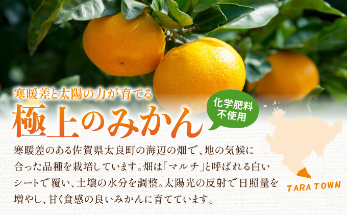 五代目みかん4.5kg／ふるさと納税 佐賀 みかん オレンジ フルーツ濃厚 甘い 酸味 大町 贈答 ギフト 贈り物 42ik-001