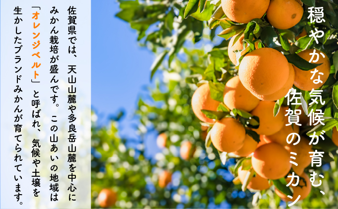 ＜先行予約＞ ＜10月以降順次発送＞柑橘の名産地 佐賀産さがみかん約10kg箱