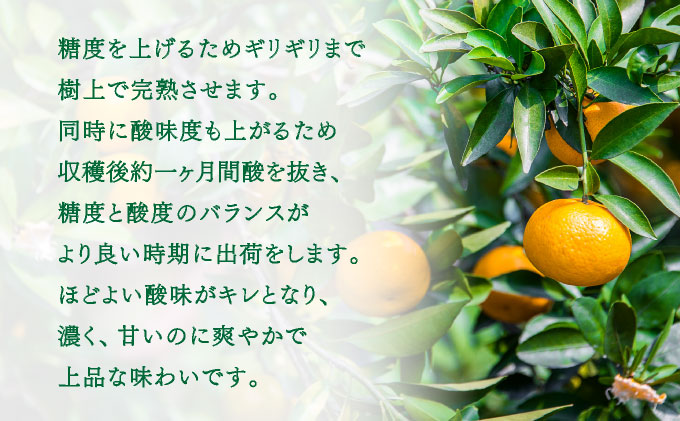 【先行予約】佐賀産柑橘「はまさき」 約3kg(7-12玉) / ふるさと納税 佐賀 フルーツ濃厚 甘い 酸味 大町 贈答 ギフト 贈り物【41nf-017】