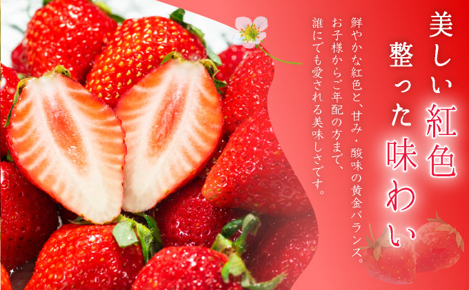 佐賀県産 いちごさん960g(240g×4P)1月～2月発送