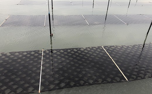 パリパリの【佐賀海苔】をお届けします_　09hs-0002