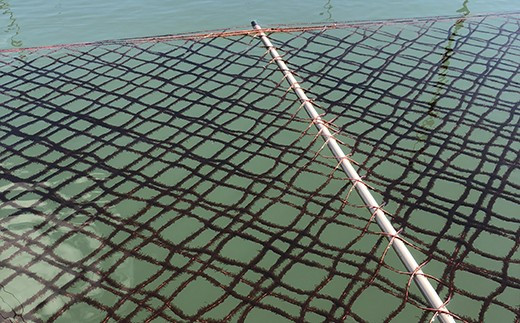 パリパリの【佐賀海苔】をお届けします_　09hs-0002