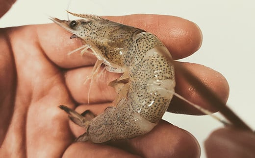 ＜先行予約＞料亭の贅沢海老シュウマイ 20個 (10個×2パック)