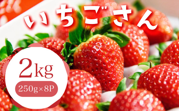 佐賀産 いちごさん 8パック