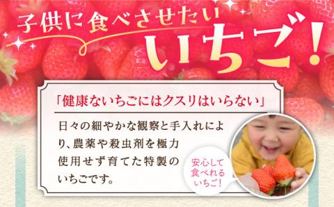 【2〜4月発送】朝摘みいちご1kg（いちごさん・さがほのか計4パック）【むらおか農園】 [HAF020]