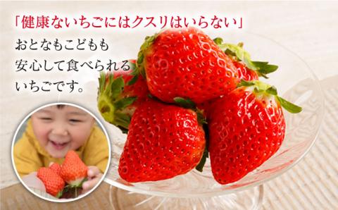 【2〜4月発送】朝摘みいちご（さがほのか）500g（250g×2パック）【むらおか農園】 [HAF022]