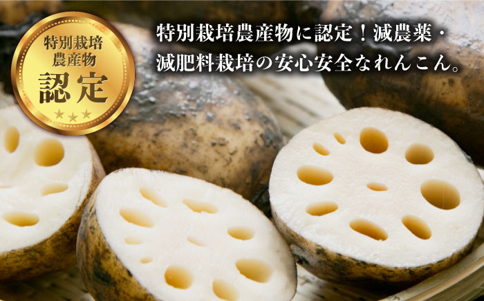 【年末発送 ※12月25日～27日発送】＜地元江北町産＞泥付き 蓮根 3kg【百武青果】 [HAE015]