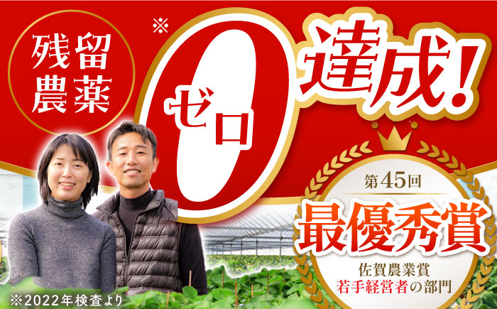 【先行予約】【全2回定期便】いちご食べ比べ定期 総計1kg（さがほのか いちごさん）【むらおか農園】 [HAF026]