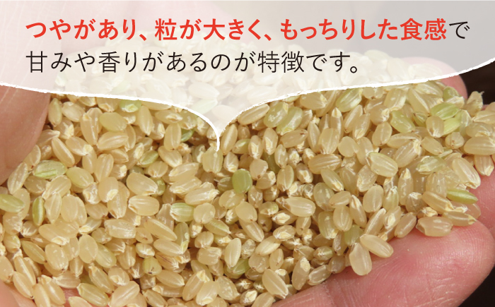 令和4年産 玄米 さがびより 30kg【武富農園】 [HAH002]