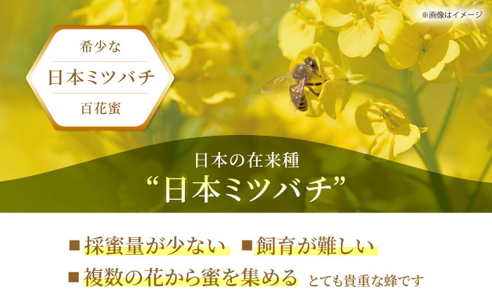 【先行予約】日本ミツバチの天然生はちみつ（百花蜜）300g【白木酒店】 [HAQ011]