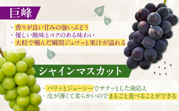 【九州限定】【6～7月発送】ぶどう 3種詰合せ 2kg　（ シャインマスカット 巨峰 安芸クイーン クイーンニーナ ） 【石井園】 / 配送エリア限定 [HDD001]