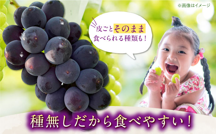 【6～7月発送】ぶどう 3種詰合せ 2kg　（ シャインマスカット 巨峰 安芸クイーン クイーンニーナ ）/ 佐賀県産 / 【石井園】 [HDD002]