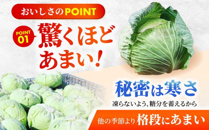 【先行予約】 キャベツ 10kg 【吉祥】 [HDG001]