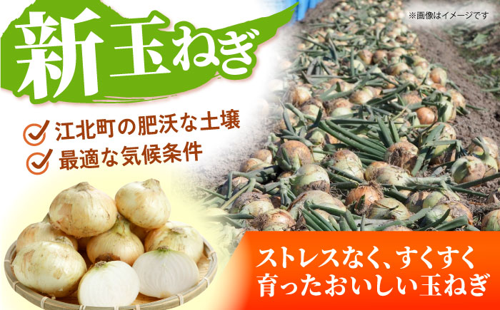 【先行予約】 新玉ねぎ 5kg 【吉祥】 [HDG015]