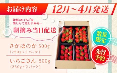 【2〜4月発送】朝摘みいちご1kg（いちごさん・さがほのか計4パック）【むらおか農園】 [HAF020]