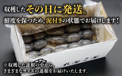 【12/15入金まで年内発送】【特別栽培農産物 認定】＜地元 江北町産＞ 泥付き 蓮根 6kg（3kg×2）【百武青果】 [HAE002]