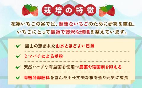 【12～4月発送】農園直送「いちごさん・さがほのか」500g（約250g×2パック）【花祭果実】 [HBN003]