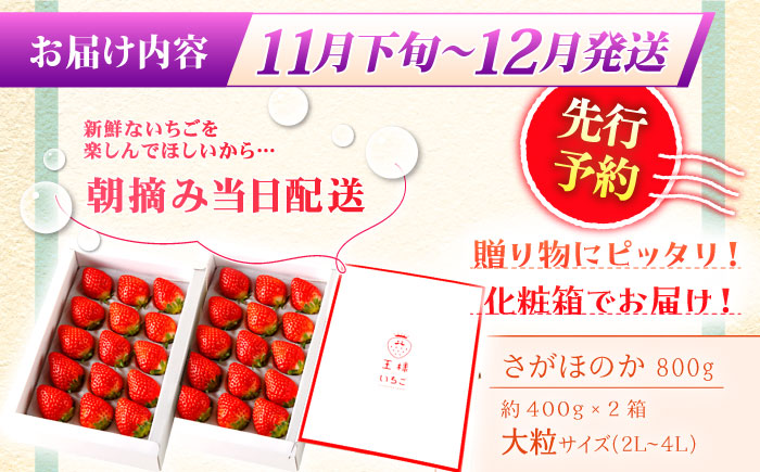 【11月下旬〜12月発送】王様のいちご さがほのか 800g（400g×2箱）【むらおか農園】[HAF002]