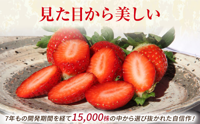 【1月～3月発送】いちごさん 240g×4パック 【JAさが 杵島支所】佐賀 [HAM087]