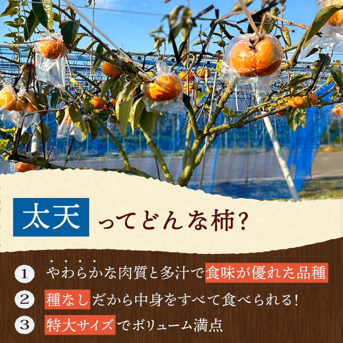 【11月～12月上旬発送】種なし柿 太天・渋抜き柿 3kg【小林農園】 [HAX002]