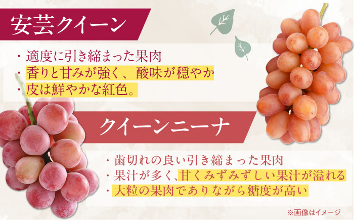 【九州限定】【6～7月発送】ぶどう 3種詰合せ 2kg　（ シャインマスカット 巨峰 安芸クイーン クイーンニーナ ） 【石井園】 / 配送エリア限定 [HDD001]