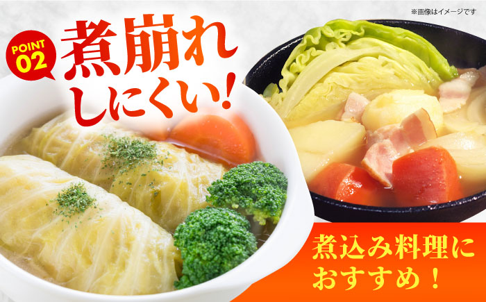 【先行予約】 キャベツ 10kg 【吉祥】 [HDG001]