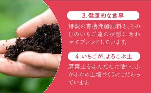 【2〜4月発送】朝摘みいちご（いちごさん）500g（250g×2パック）【むらおか農園】 [HAF021]