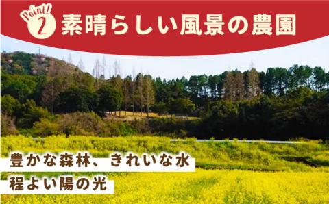 【12～4月発送】農園直送「いちごさん・さがほのか」500g（約250g×2パック）【花祭果実】 [HBN003]
