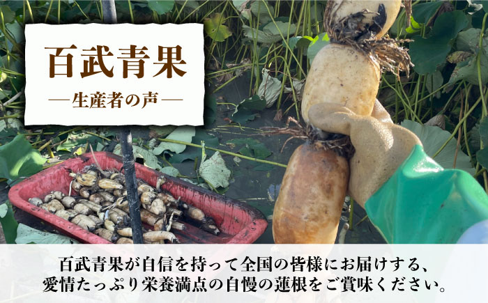 【年末発送 ※12月25日～27日発送】＜地元江北町産＞泥付き 蓮根 3kg【百武青果】 [HAE015]