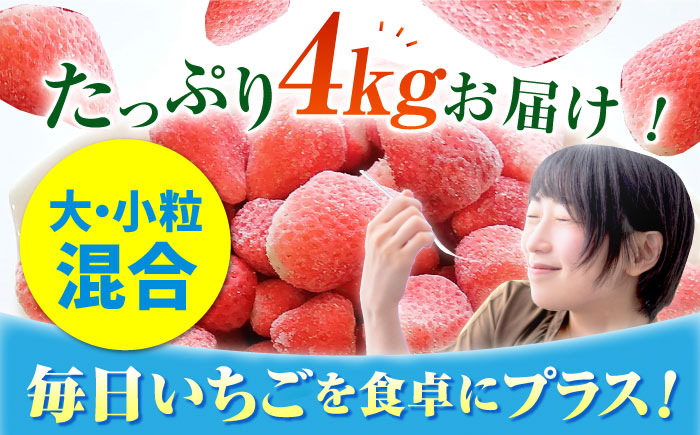 王様のいちご 摘みたてこおりいちご 4kg（冷凍いちご）いちごさん さがほのか【むらおか農園】 [HAF004]