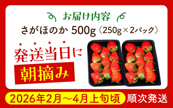 【2〜4月発送】朝摘みいちご（さがほのか）500g（250g×2パック）【むらおか農園】 [HAF022]