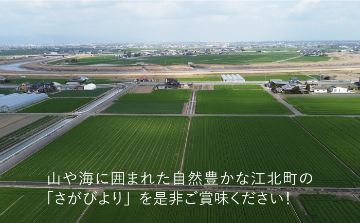 令和4年産 玄米 さがびより 15kg【武富農園】 [HAH001]