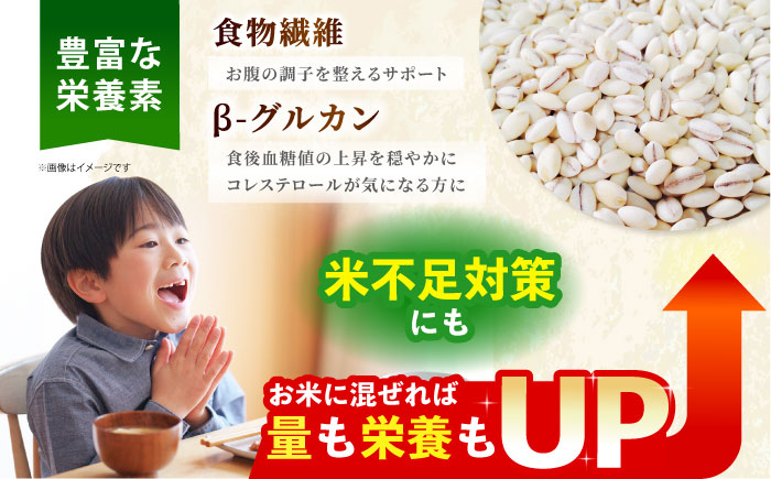 【12/23入金まで年内発送】【栽培期間中農薬不使用】丸麦 500g＜1等麦使用＞江北町産 サチホゴールデン【葦農】 [HAJ012] 麦