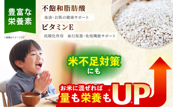 【全6回定期便】栽培期間中農薬不使用 胚芽押麦500g（1等麦使用）【葦農】 [HAJ035] 麦