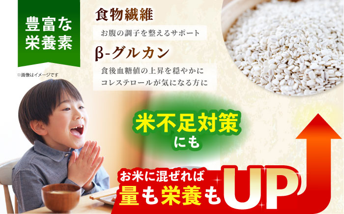 【全3回定期便】栽培期間中農薬不使用 押麦500g（1等麦使用）【葦農】 [HAJ037] 麦