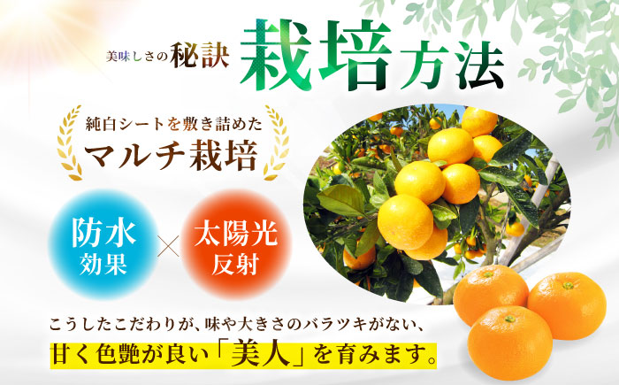佐賀みかん （さが美人）5kg 【JAさが 杵島支所】 みかん 佐賀 温州みかん さが美人 [HAM086]