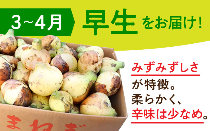 【先行予約】【訳あり】＜2026年3月下旬以降発送＞佐賀県産 玉ねぎ 10kg【八丁屋】新玉ねぎ 晩生 [HAO007]