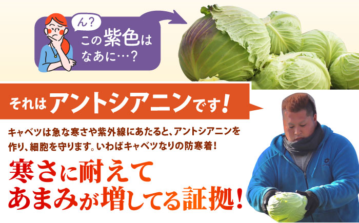 【先行予約】 キャベツ 10kg 【吉祥】 [HDG001]