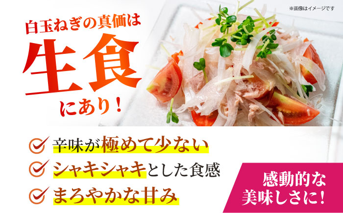 【先行予約】 玉ねぎ 5kg 【吉祥】 [HDG003]