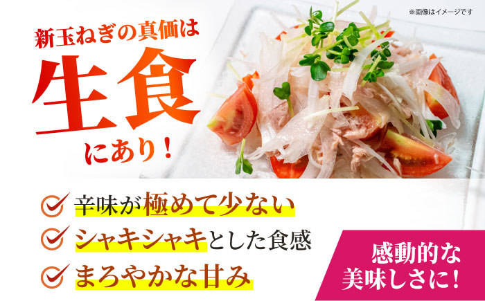 【先行予約】 新玉ねぎ 10kg 【吉祥】 [HDG016]