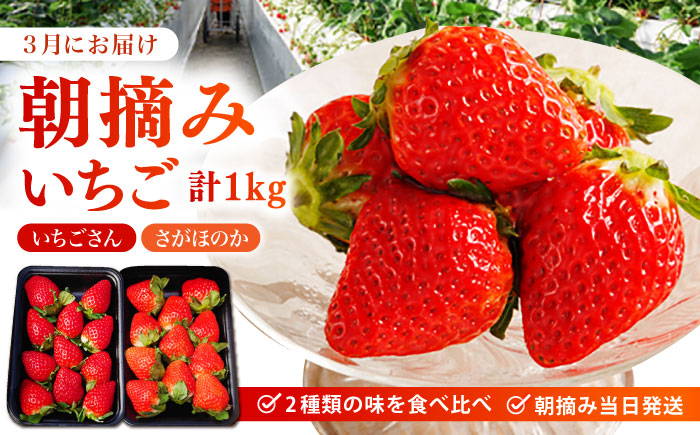 【全2回定期便】 旬のフルーツ定期便 （ みかん ・ いちご ） [HZY101]