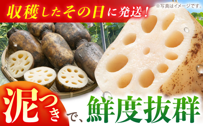 【全3回定期便】地元江北町産 泥付き蓮根 3kg【百武青果】 [HAE012]