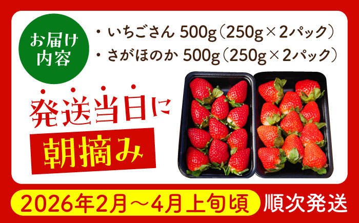 【2〜4月発送】朝摘みいちご1kg（いちごさん・さがほのか計4パック）【むらおか農園】 [HAF020]